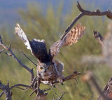 Horned Owl Takeoff 75060