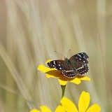 Desert Butterfly 75151