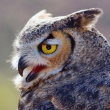 Great Horned Owl Closeup 75080