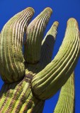 Saguaro Cactus 75564
