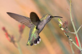 Hummingbird 20071204