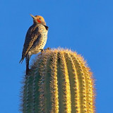 Woodpecker On A Cactus 75955