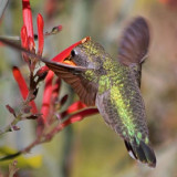 Hummingbird 75747