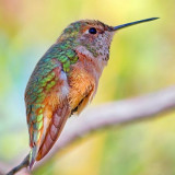 Rufous Hummingbird 76617