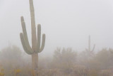 Desert Fog 76915