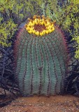 Barrel Cactus 76926