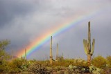 Desert Rainbow 76831