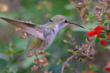 Hummingbird 77369