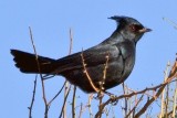 Phainopepla 77521 (crop)