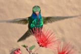 Hummer Homing In On A Fairy Duster 87444