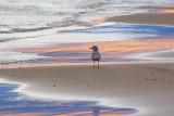 Gull At Sunset 69550-Uncropped
