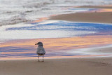 Gull At Sunset 69550-Crop2