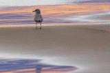 Gull At Sunset 69550-Crop3