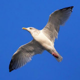Gull In Flight 66744
