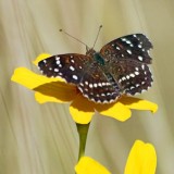 Desert Butterfly 75151 (crop)