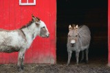 Miniature Donkeys 87623