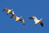 Snow Geese In Flight 72664