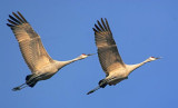 Sandhill Cranes In Flight 73150