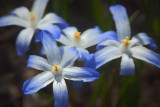 Blue & White Wildflowers 20080421