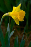 Daffodil 20080423