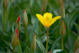 Yellow Tulip Among Budding Reds 87792