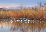 Snow Geese On A Pond 73281