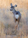 Mule Deer 73269