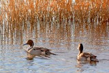 Pintail Ducks 73469