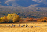 Cranes In A Field 72719