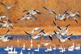 Snow Geese Fly-Out 72606