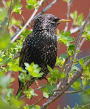 Starling In A Bush 20080430
