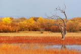 Bosque del Apache 73015