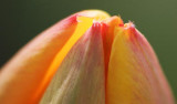 Blooming Tulip Tip 20080503