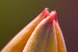 Tulip Bud Tip 88150