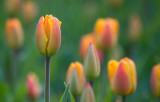 Tulips 88155