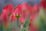 Red Tulips 88126