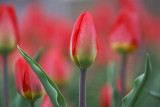 Young Red Tulip 88123