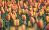 Tulips 88136