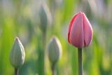 Backlit Pink Tulip 20080505