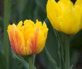Yellow & Red Tulip 88290