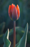 Backlit Red Tulip 88457