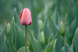 Lone Red Tulip 88240