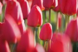Red Tulips 88351