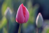 Backlit Pink Tulip 88315