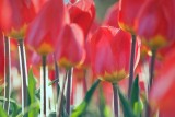 Backlit Tulips 88575