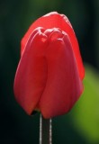 Backlit Red Tulip 88584