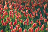 Sunlit Orange Tulip Bed 88627