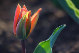 Backlit Orange Tulip 88605
