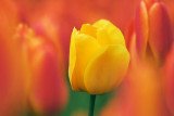 Yellow Tulip Among Red 20080508