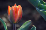 Backlit Orange Tulip 88606